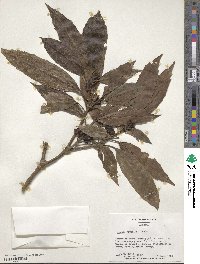 Aucuba japonica image