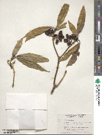 Aucuba japonica image