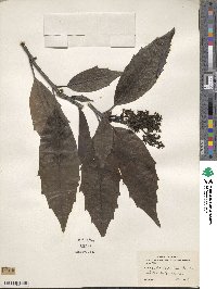 Aucuba japonica image