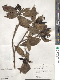 Aucuba japonica image