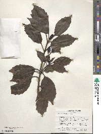 Aucuba japonica image