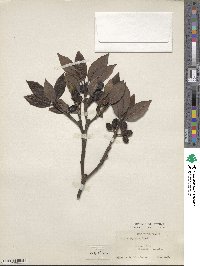 Aucuba japonica image