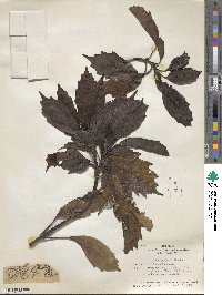 Aucuba japonica image