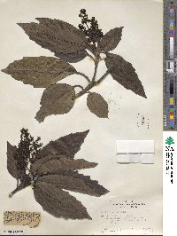 Aucuba japonica image