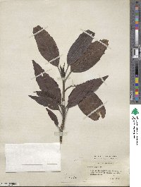 Aucuba japonica image