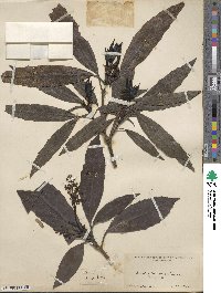 Aucuba japonica image