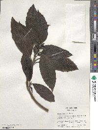 Aucuba japonica image