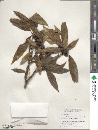 Aucuba japonica image