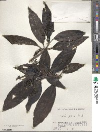 Aucuba japonica image