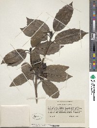 Aucuba japonica image