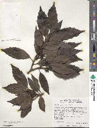 Aucuba japonica image