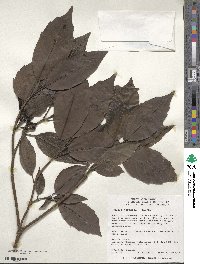 Aucuba japonica image