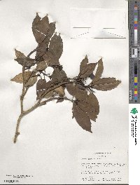 Aucuba japonica image