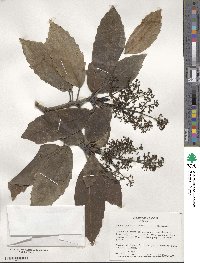 Aucuba japonica image