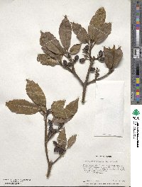 Aucuba japonica image