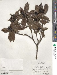 Aucuba japonica image