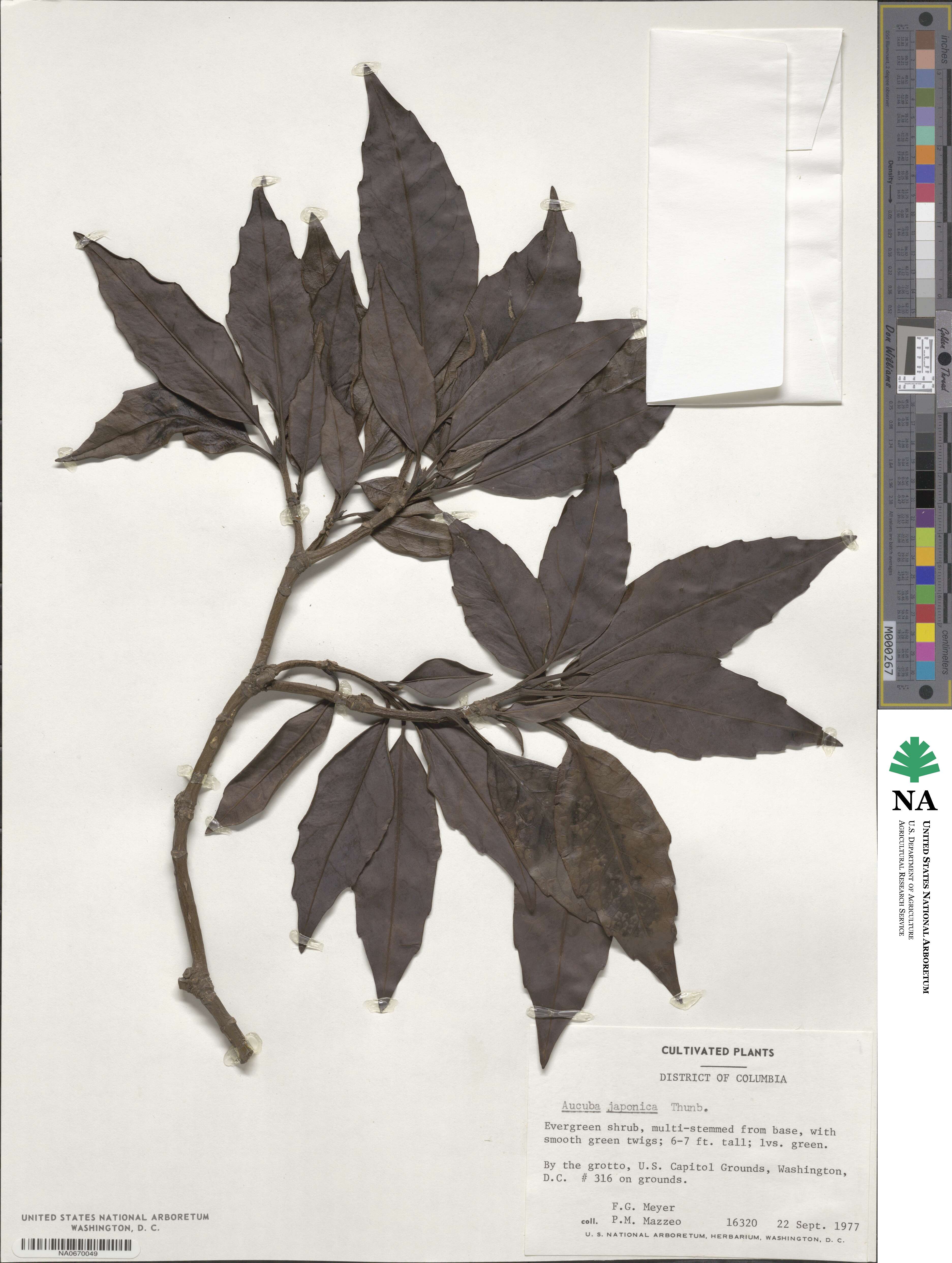 Aucuba japonica image
