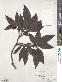 Aucuba japonica image