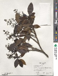 Aucuba japonica image