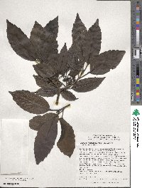 Aucuba japonica image