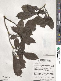 Aucuba japonica image