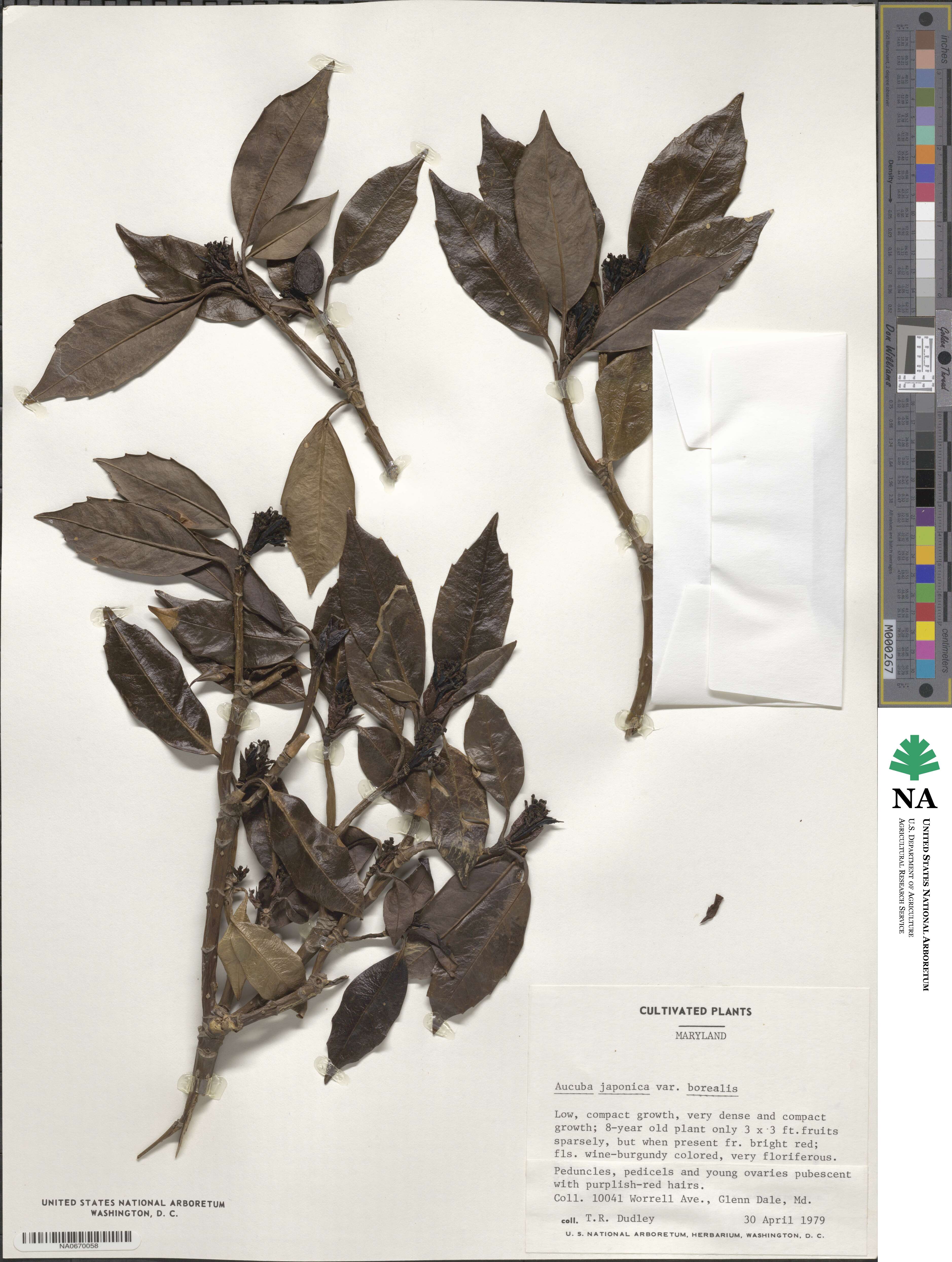 Aucuba japonica image