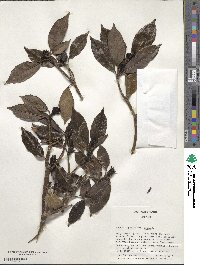 Aucuba japonica image