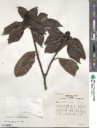 Aucuba japonica image