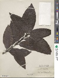 Aucuba japonica image