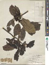 Aucuba japonica image