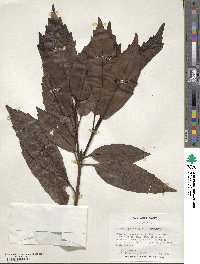 Aucuba japonica image