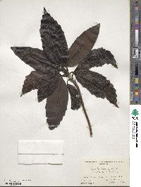 Aucuba japonica image