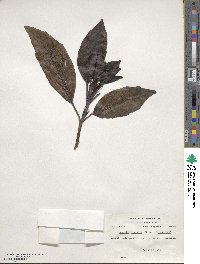 Aucuba japonica image