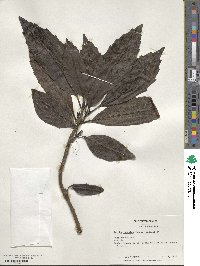 Aucuba japonica image