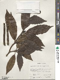 Aucuba japonica image