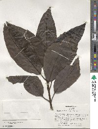 Aucuba japonica image