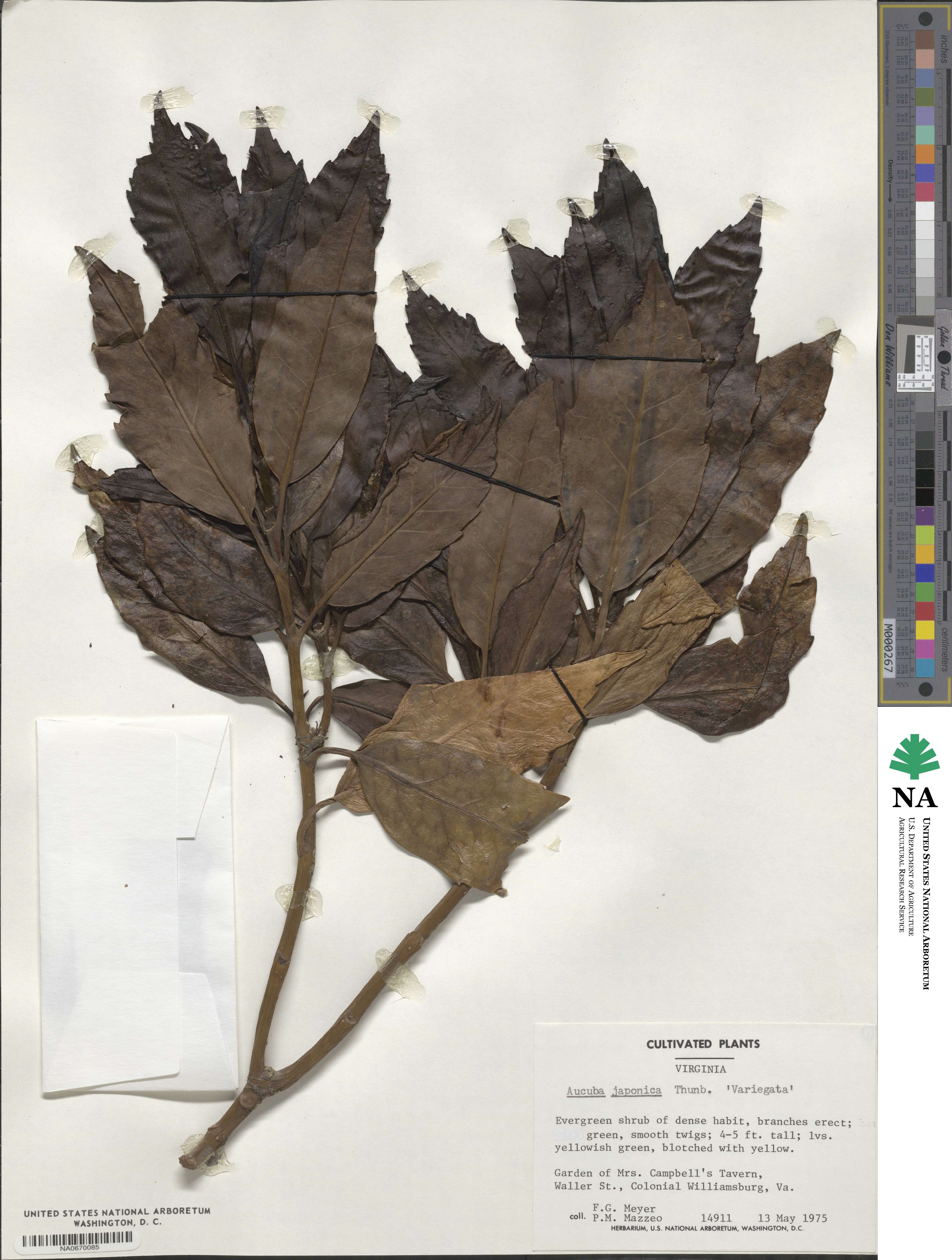 Aucuba japonica var. japonica image