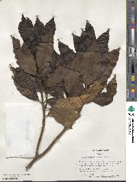 Aucuba japonica image