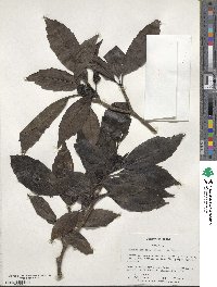 Aucuba japonica image