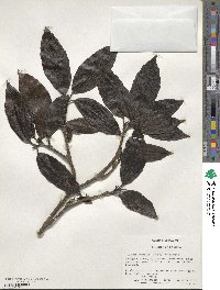 Aucuba japonica image