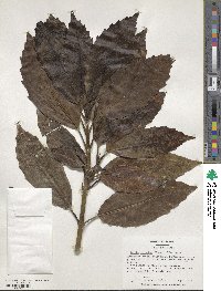 Aucuba japonica image