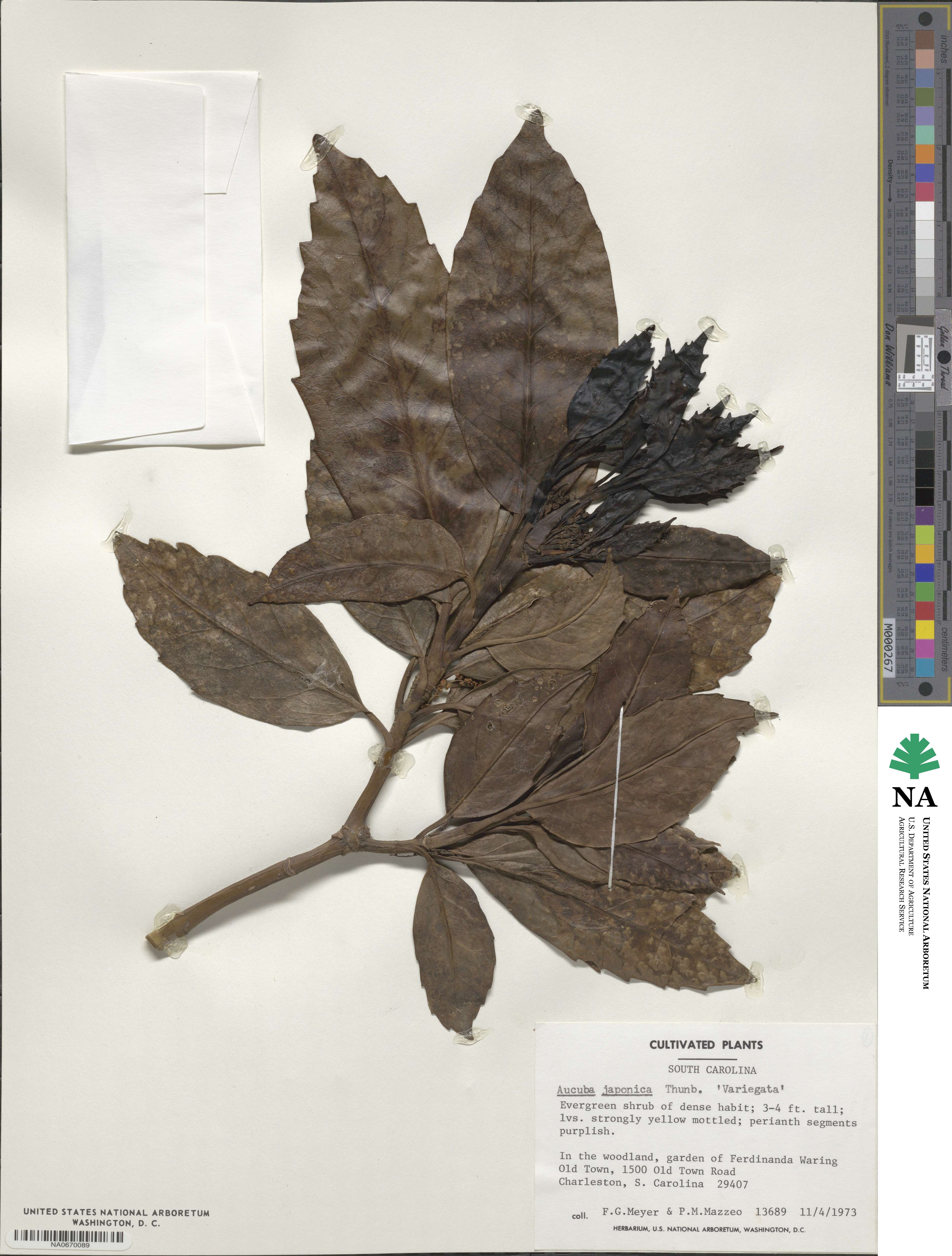 Aucuba japonica var. japonica image