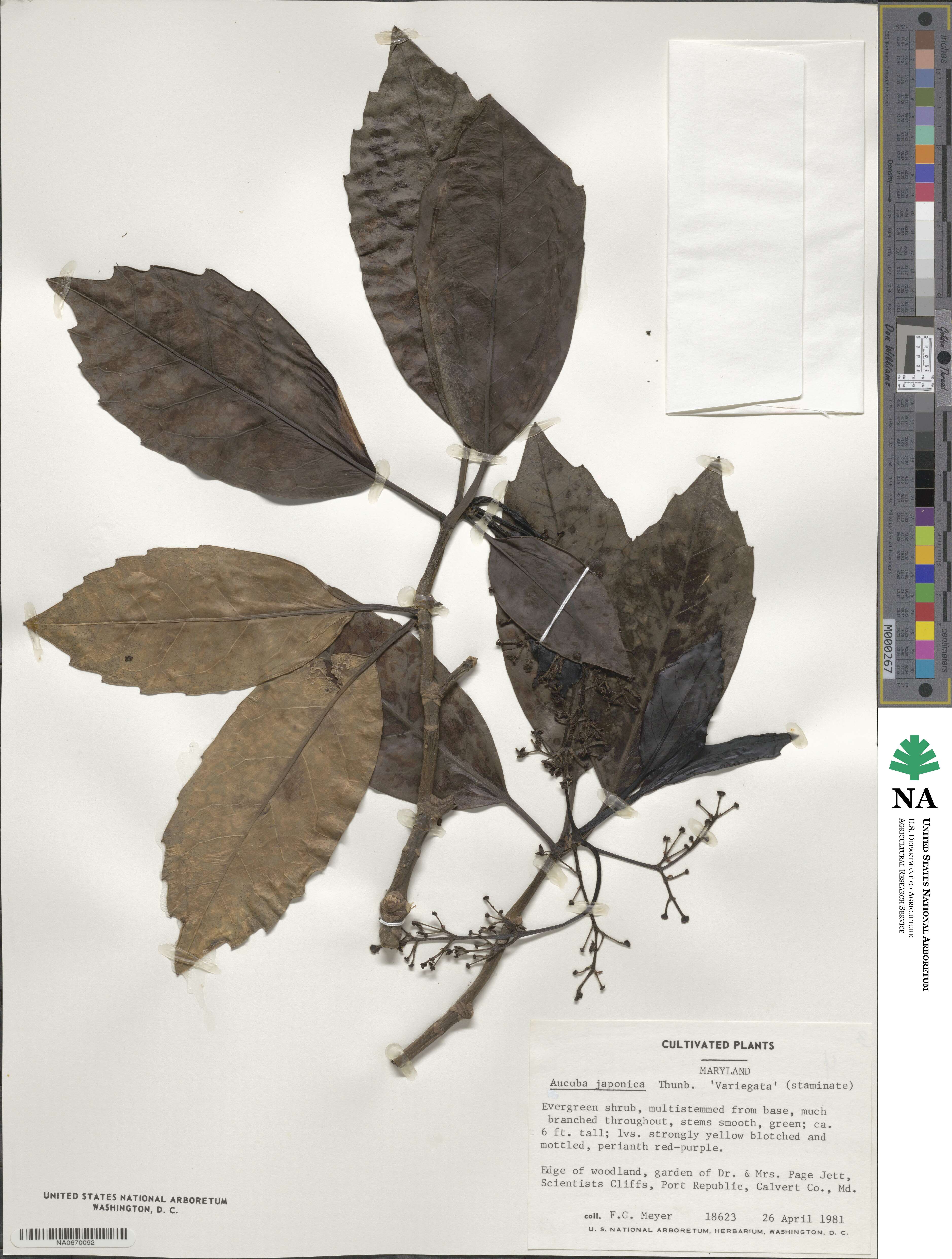 Aucuba japonica var. japonica image