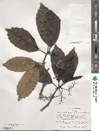 Aucuba japonica image