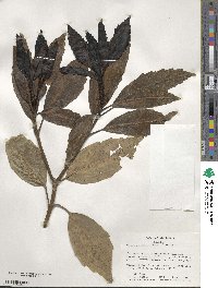 Aucuba japonica image