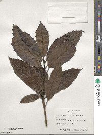 Aucuba japonica image