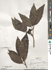 Aucuba japonica image