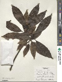 Aucuba japonica image