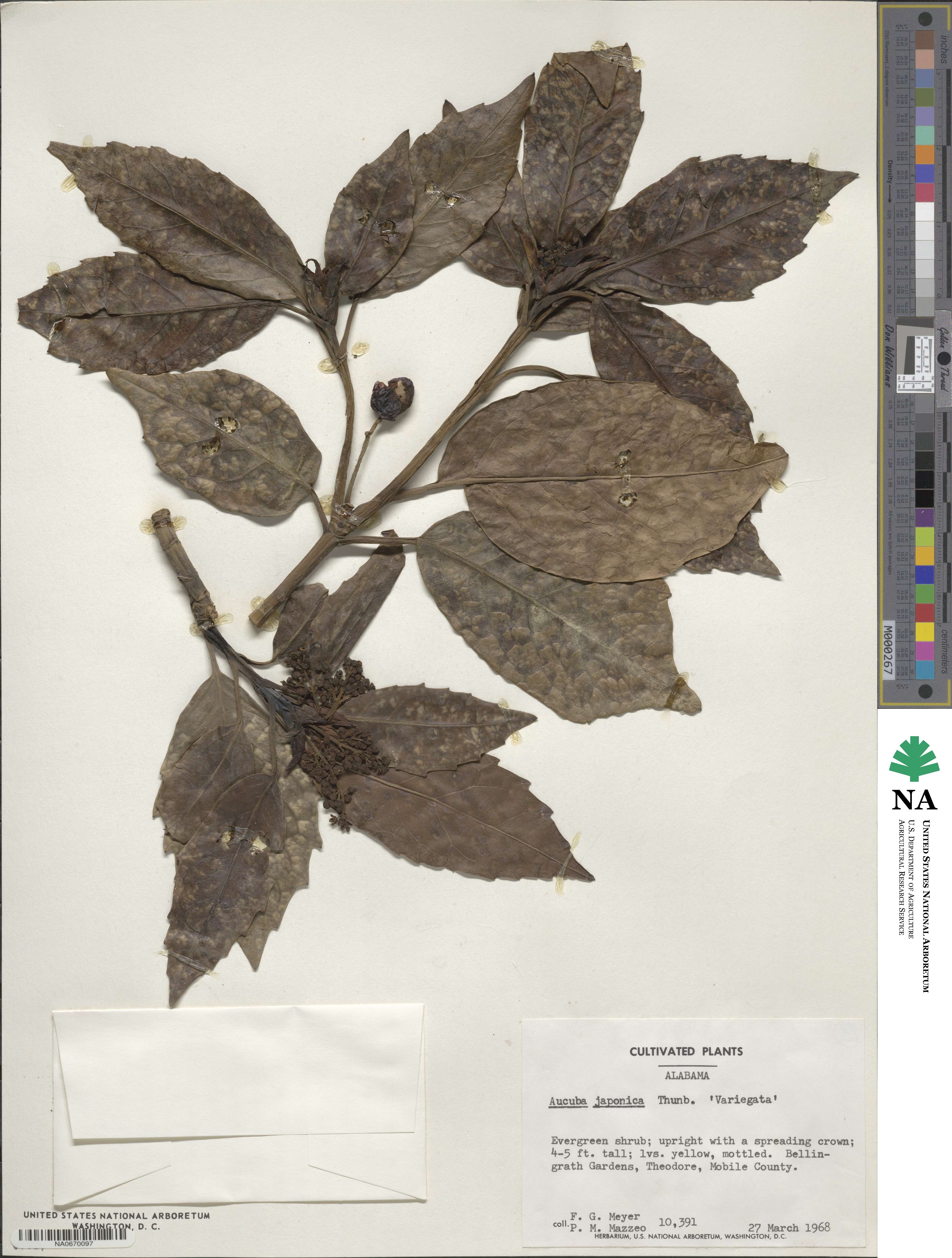 Aucuba japonica var. japonica image