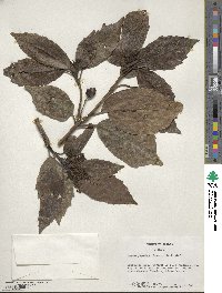 Aucuba japonica image